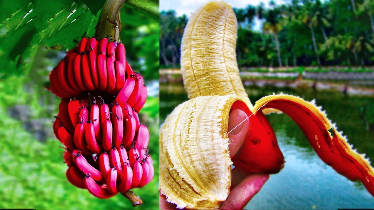 20 Most Amazing & Rare Fruits in The World