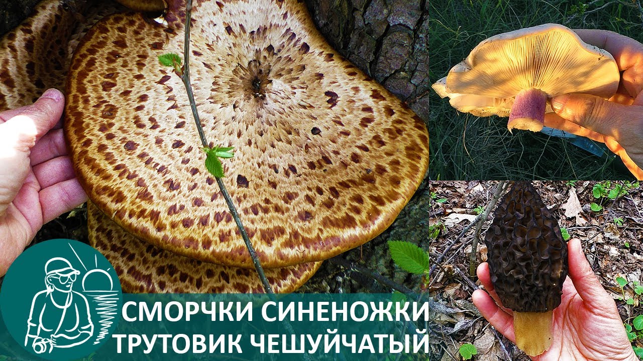 Три дня грибы в апреле: сморчки, синеножки, трутовик грибные походы и рецепты гордеевых