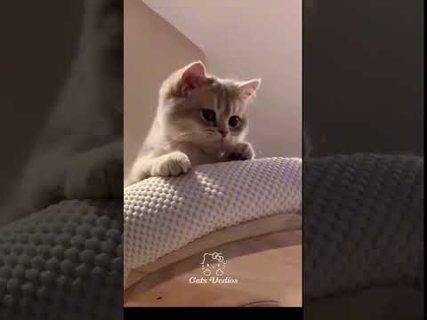 ANIMAIS DANÇANDO 😂🐕😼  #animais #animaisengraçados #tentenaorir #videosengraçados #humormemes #humor