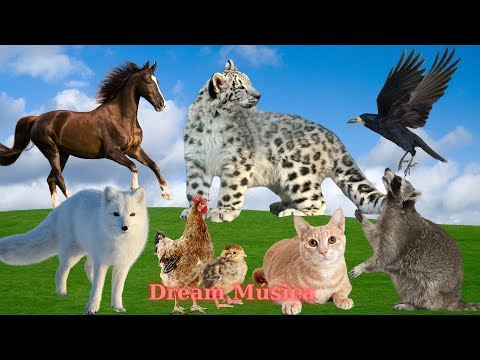 Wonderful Farm Animals: Horse, Snow Leopard, Raven, Fox, Rabbit, Cat - Animal Sounds