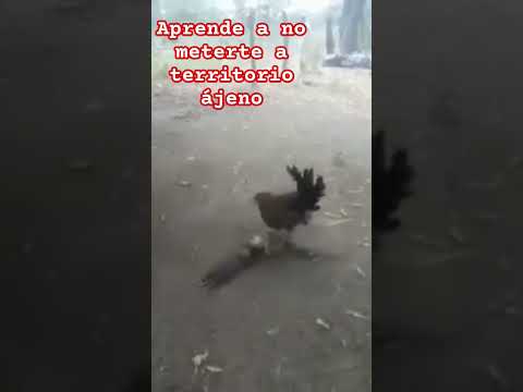 que pasa si pisas territorio ajeno