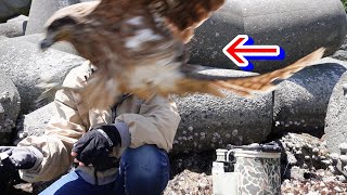 トンビに襲撃された！