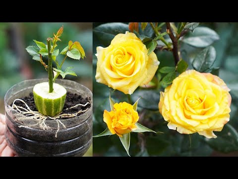 Surprising Rose Growing Hack Using Cucumbers | Easy DIY Rose Planting at Home