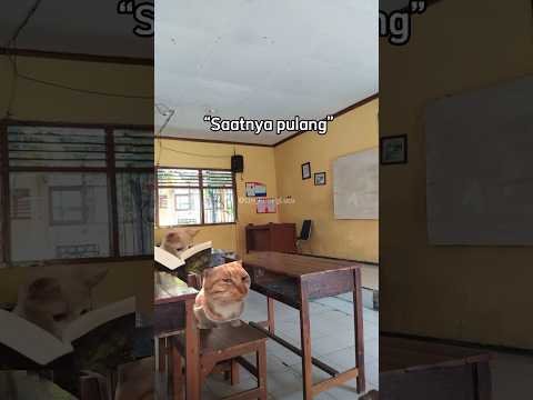 Auto dicoret dari KK #kucing #kucinglucu #meme #memes #memevideo #memekucing