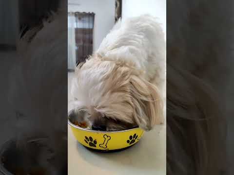 What Teddy 🐶 eats in a day Raksha vibes #shorts #pets