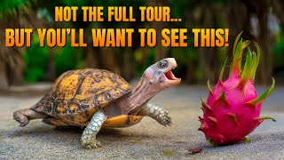 A Normal Day at Garden State Tortoise… Until It Wasn’t 
