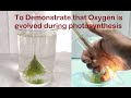 Photosynthesis Concepts and Experiments