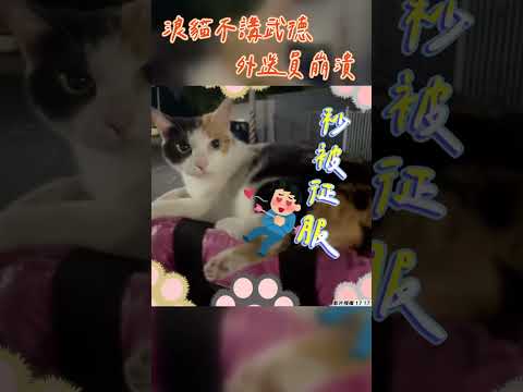 浪貓不講武德霸占　外送員被揮4拳崩潰 #shorts