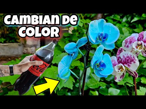 REVELAN el Secreto para Hacer TUS FLORES AZULES o NEGRAS! Cambia las Plantas de Color | Floristería