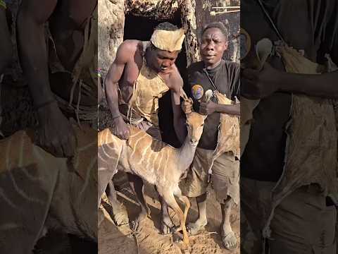 When the indigenous people of Africa hunt a large animal #shorts