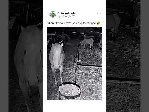 GENIUS😨 #animallife #wildlife #wildliferescue #nature #horse #horseriding #horses #horsepower