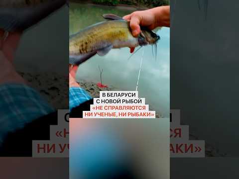 Беларусь борется с американским СОМИКОМ в реке Муховец каждый день