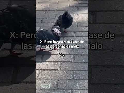 Que nombre le pondrian a esa paloma