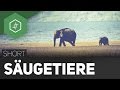 saeugetiere-tsm/