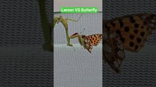 Lemon is a good fighter...with butterlfly