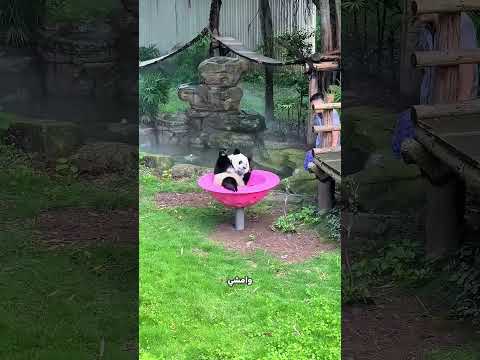الراجل تجاهل الباندا… ولما فهم الحقيقة اتصدم 😱🐼