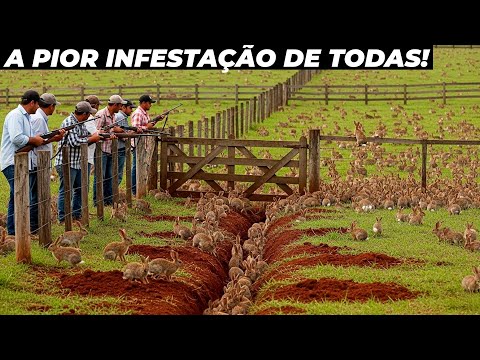 A infestação de coelhos que está acabando com fazendas