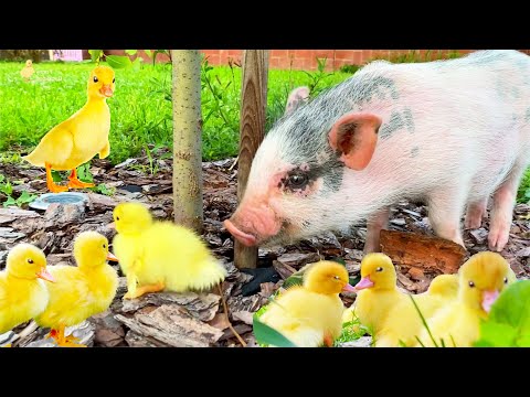 Best mix of funny ducklings, ducks, pig