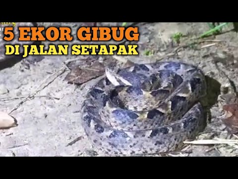 EVAKUASI GIBUG 5 EKOR MALAM HARI DI JALAN SETAPAK