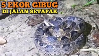 EVAKUASI GIBUG 5 EKOR MALAM HARI DI JALAN SETAPAK