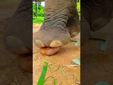 ELEPHANT COMEDY PART 32🤣🤣 #aneesfamilyvlogs #elephant #funny #comedy #trendingshorts #viralshort