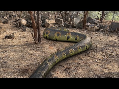 Biggest Python Ever Found in Real Life HD Video