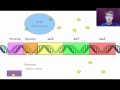 Gene Regulation Concepts in Eukaryotes