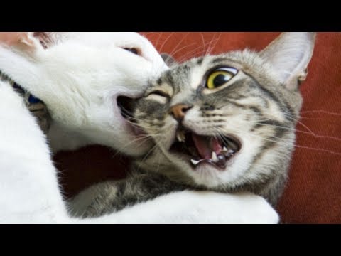 😁 Funniest 🐶 Dogs and 😻 Cats - Awesome and Funniest Animals Videos 2019