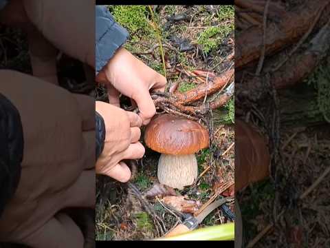 #funghi #porcini #boletus #гриби #เห็ด #grzyby #hribi #stainpilze #cepes #mushroom #houby #nature