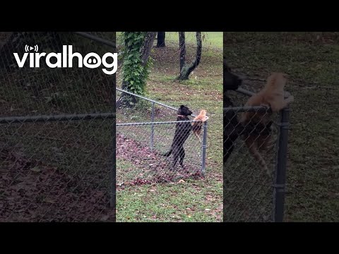 Dog Keeps Cat Contained In Yard || ViralHog