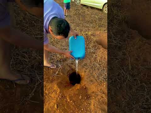 #rotinadodia galão de 25 L tentando tirar tatu do buraco
