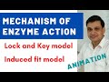 Enzyme Action and Models