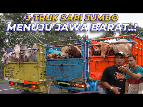 Konvoi TRUK SAPI JUMBO Paling EPIC Di Jawa..!