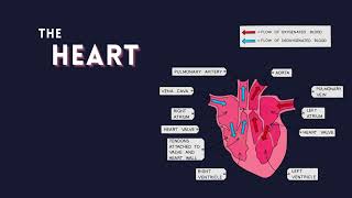 Circulatory System summary