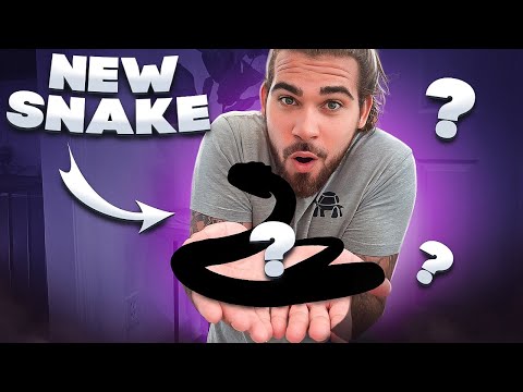 UNBOXING 21 VENOMOUS Snake's + New Rattlesnake!