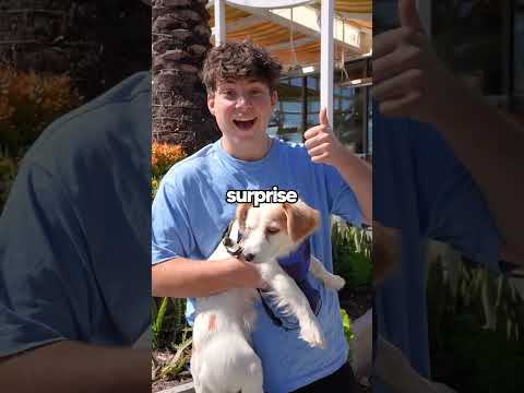 Surprising my Girlfriend with Puppy! #shorts