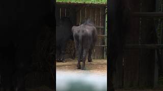 🐃 ¿Qué les pasa a estos búfalos? #Zoo #BienestarAnimal #Bufalos #MaltratoAnimal #Xtrauss