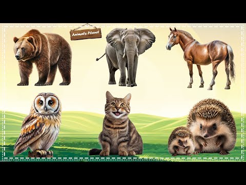 Discover the Amazing World of Animal Sounds: Bear, Elephant, Horse, Owl, Hedgehog, Cat