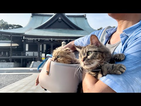 猫たちと一緒にお寺でお参り散歩したら新発見が多すぎたw