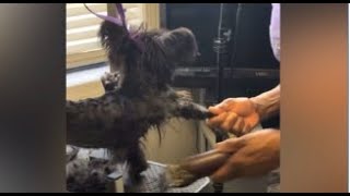 DISTURBING VIDEO WARNING -  Video shows apparent dog abuse at Memphis grooming salon