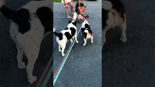 When The Sun Goes Down 🌄 #sundown #dogs ￼#doglife #dogshorts