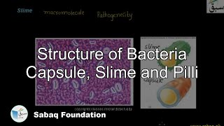Structure of Bacteria (Capsule, Pilli and Slime)