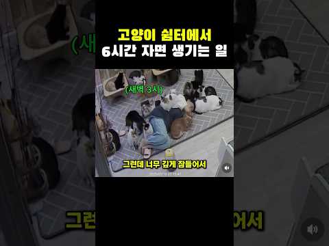 고양이 쉼터에서 6시간 자면 생기는 일..ㄷㄷ