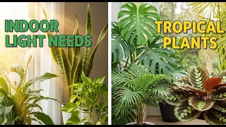 Indoor Plants Light Requirements | What Are Tropical Environment Plants?