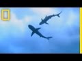 Shark Pits Exploration and Findings