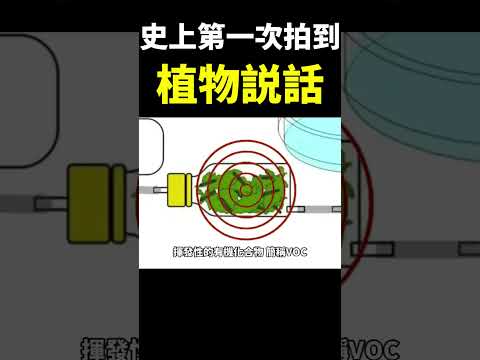 驚！植物竟然有靈魂和意識！？原來他們一直在偷偷觀察人類！【地球旅館】