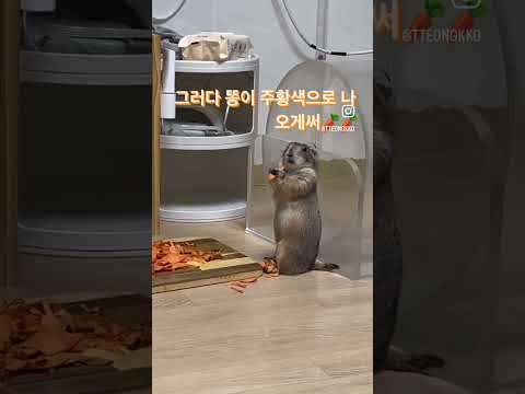 인서타 조회수 200만 영상 주황똥 프레리독 #animal #프레리독 #cute #prairiedog #마멋 #반려동물