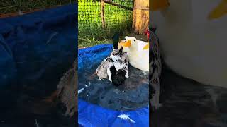 Hành trình làm căn nhà lá cho Quốc Qui Vlog 