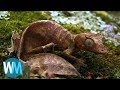 Discovering the Secrets of Animal Camouflage