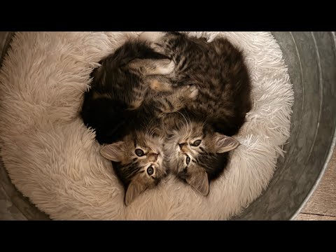 New shop kittens!!
